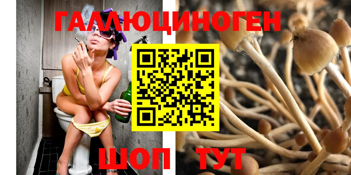 Псилоцибиновые грибы Psilocybine cubensis Курчатов